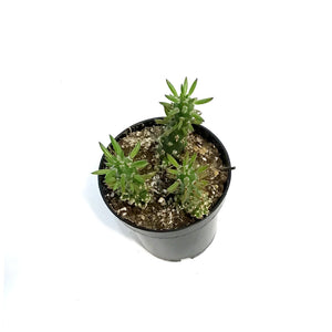 Cactus,3.5in, Opuntia Subulata "eve's needle"