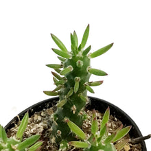 Load image into Gallery viewer, Cactus,3.5in, Opuntia Subulata &quot;eve&#39;s needle&quot;
