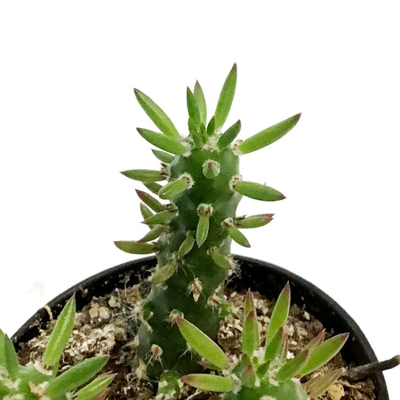 Cactus,3.5in, Opuntia Subulata "eve's needle"