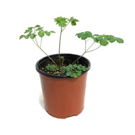 Aquilegia, 1 gal, Barlow Black