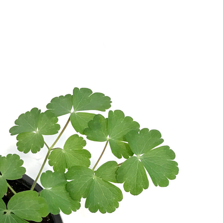 Aquilegia, 1 gal, Barlow Black