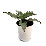 Hosta, 1 gal, Skywriter