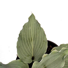 Load image into Gallery viewer, Hosta, 1 gal, Skywriter
