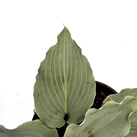 Hosta, 1 gal, Skywriter