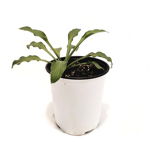 Hosta, 1 gal, Siberian Tiger