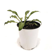 Hosta, 1 gal, Siberian Tiger