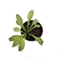 Load image into Gallery viewer, Hosta, 1 gal, Siberian Tiger
