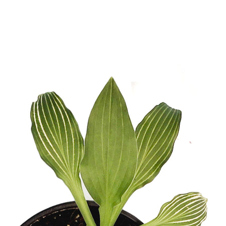 Hosta, 1 gal, Siberian Tiger