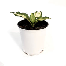 Load image into Gallery viewer, Hosta, 1 gal, Lakeside Paisley
