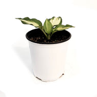 Hosta, 1 gal, Lakeside Paisley