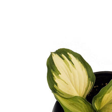 Load image into Gallery viewer, Hosta, 1 gal, Lakeside Paisley
