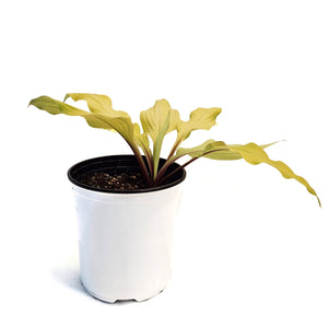 Hosta, 1 gal,Lipstick Blonde