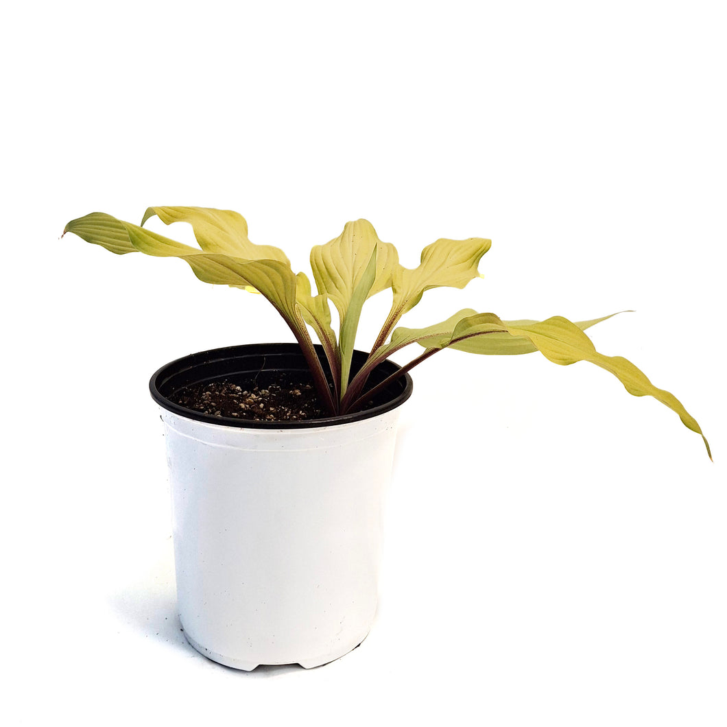 Hosta, 1 gal,Lipstick Blonde