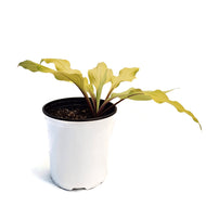 Hosta, 1 gal,Lipstick Blonde