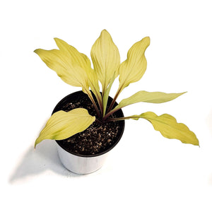 Hosta, 1 gal,Lipstick Blonde