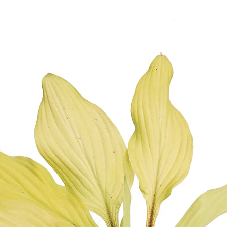 Hosta, 1 gal,Lipstick Blonde