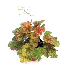 Load image into Gallery viewer, Heuchera, 1 gal, Changeling
