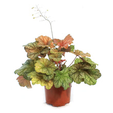 Load image into Gallery viewer, Heuchera, 1 gal, Changeling
