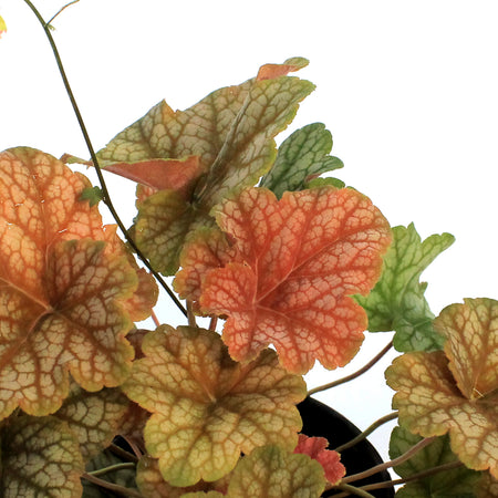 Heuchera, 1 gal, Changeling