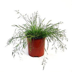 Grass, 1 gal, Sdoats Honeycomb
