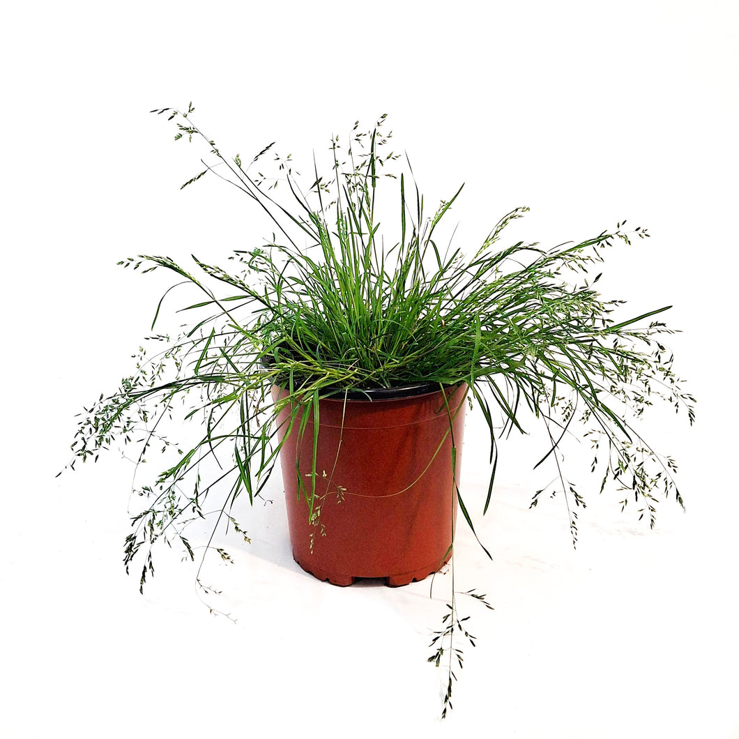 Grass, 1 gal, Sdoats Honeycomb