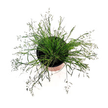 Load image into Gallery viewer, Grass, 1 gal, Sdoats Honeycomb

