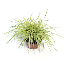 Load image into Gallery viewer, Grass, 1 gal,Shining Star
