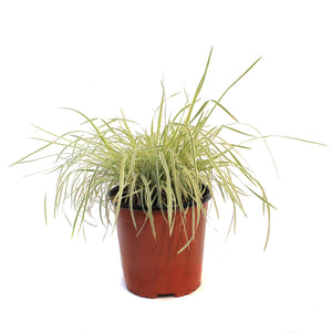 Grass, 1 gal,Shining Star