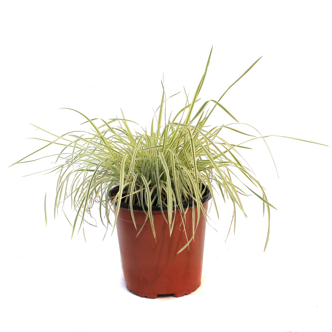 Grass, 1 gal,Shining Star