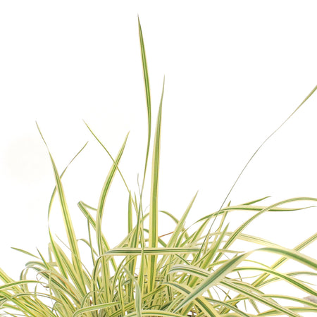 Grass, 1 gal,Shining Star