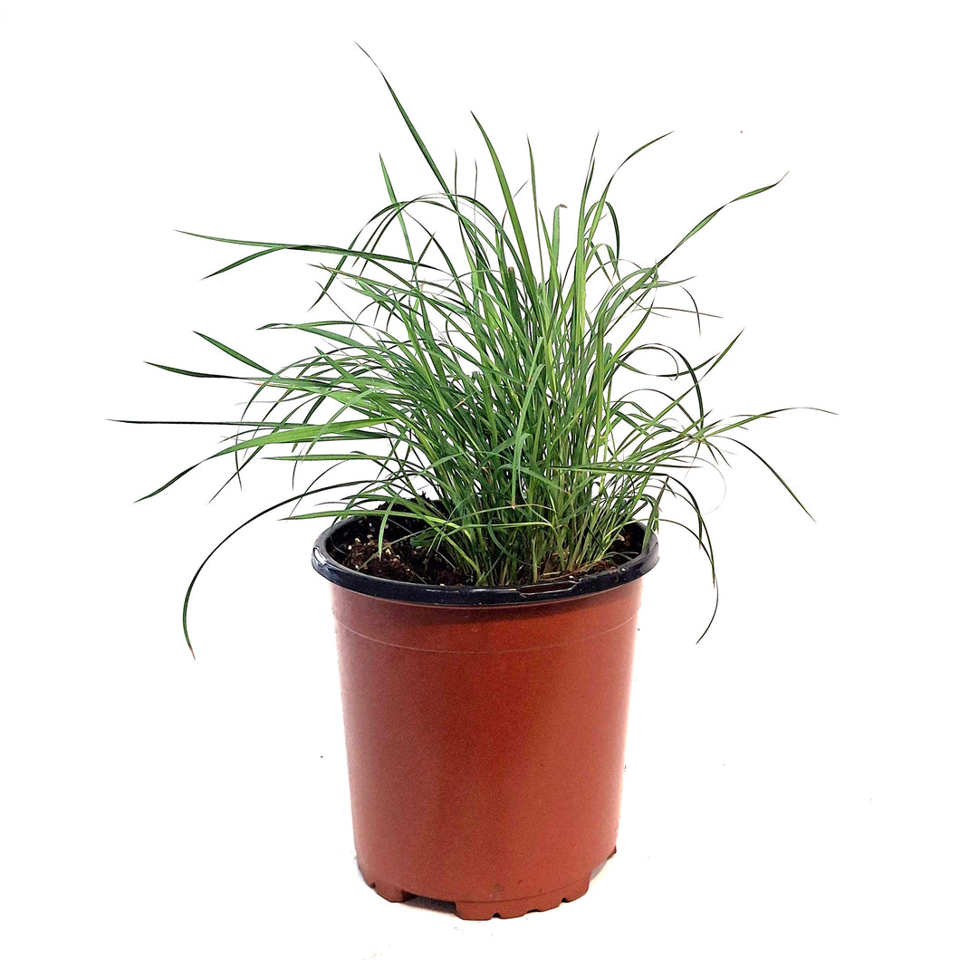Grass, 1 gal, Twilight Zone