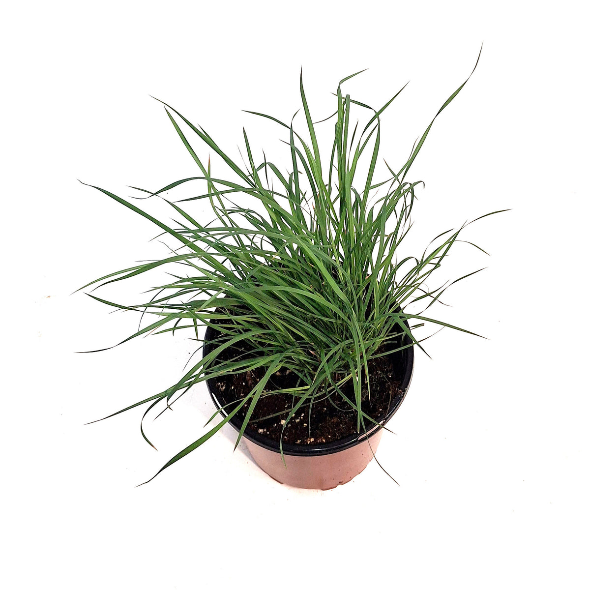 Grass, 1 gal, Twilight Zone