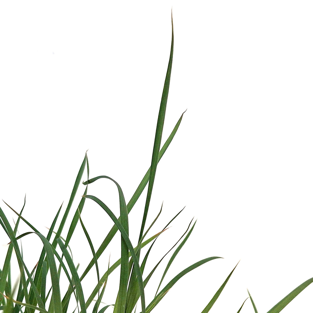 Grass, 1 gal, Twilight Zone