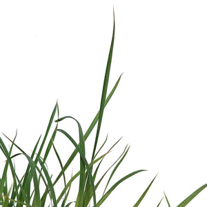 Grass, 1 gal, Twilight Zone
