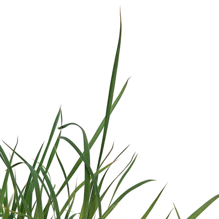 Grass, 1 gal, Twilight Zone