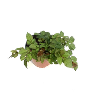 Astilbe, 1 gal, Vision Volcano
