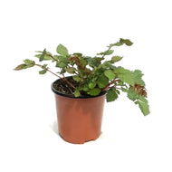 Astilbe, 1 gal, Vision Volcano