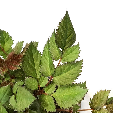Astilbe, 1 gal, Vision Volcano