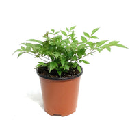 Astilbe, 1 gal, Drum & Bass