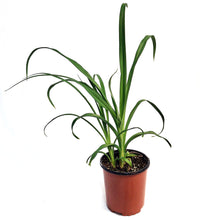 Load image into Gallery viewer, Hemerocallis, 1 gal,Christmas
