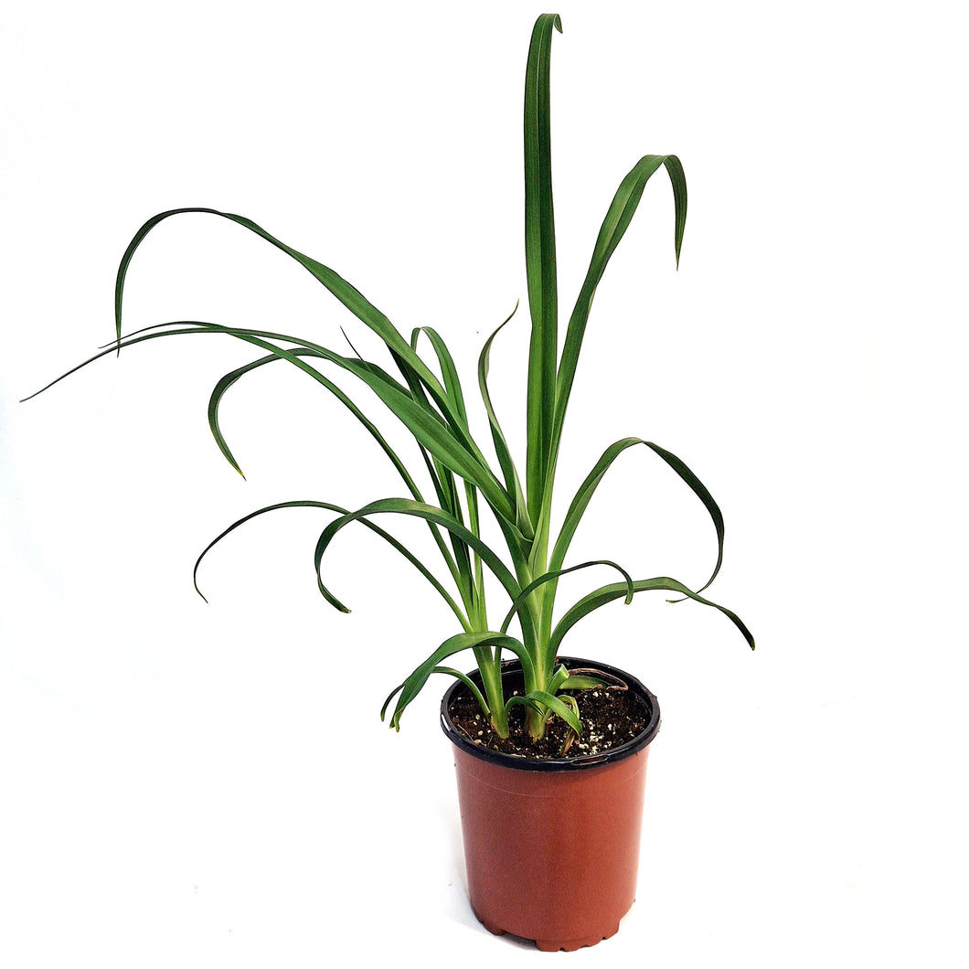 Hemerocallis, 1 gal,Christmas