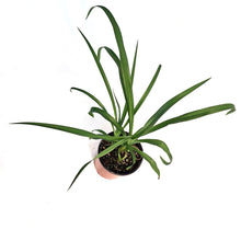 Load image into Gallery viewer, Hemerocallis, 1 gal,Christmas
