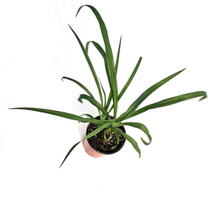 Hemerocallis, 1 gal,Christmas