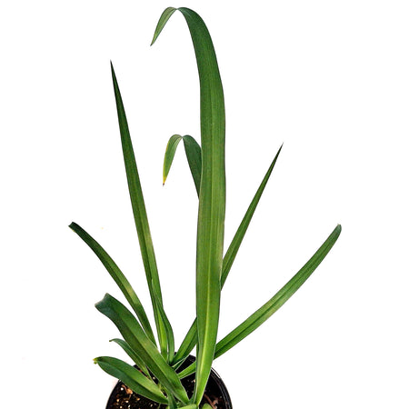 Hemerocallis, 1 gal,Christmas