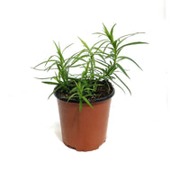 Achillea, 1 gal, Cottontail