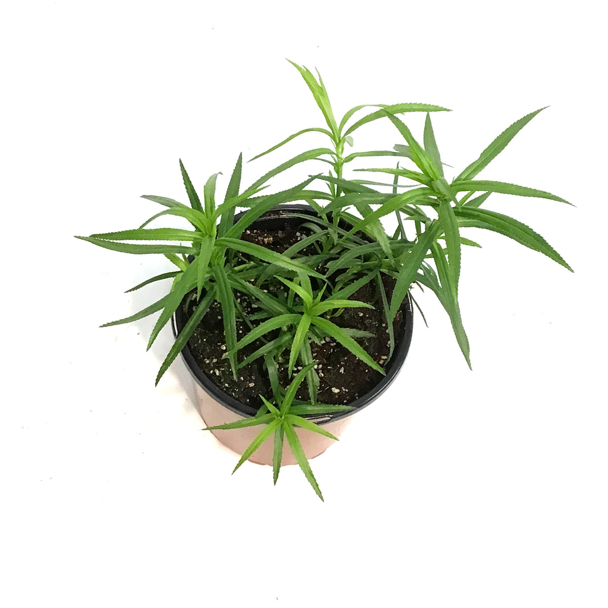 Achillea, 1 gal, Cottontail