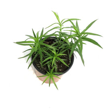 Load image into Gallery viewer, Achillea, 1 gal, Cottontail
