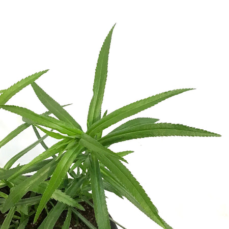 Achillea, 1 gal, Cottontail