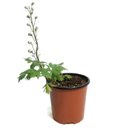 Delphinium, 1 gal, Rose white bee