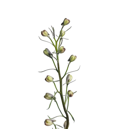 Delphinium, 1 gal, Rose white bee